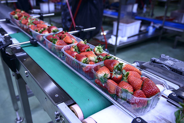 Food Production Strawberries on Conveyor Belt